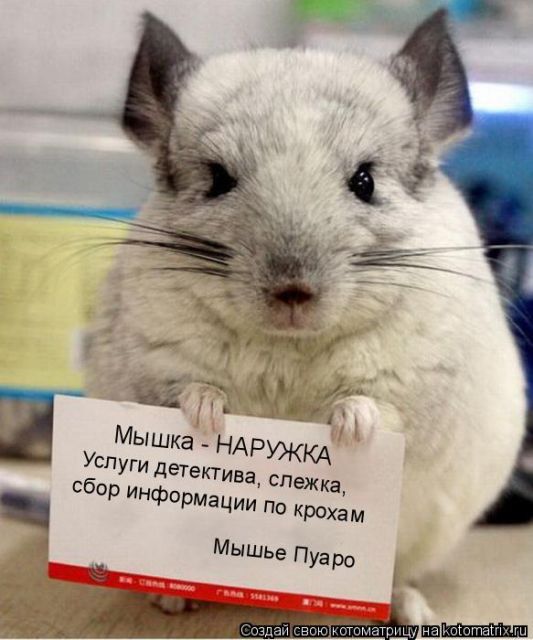 Лучшие котоматрицы недели