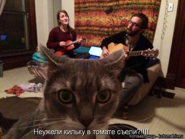 Лучшие котоматрицы недели