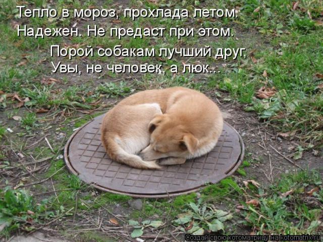 Лучшие котоматрицы недели