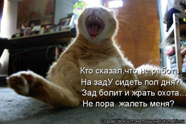 Лучшие котоматрицы недели