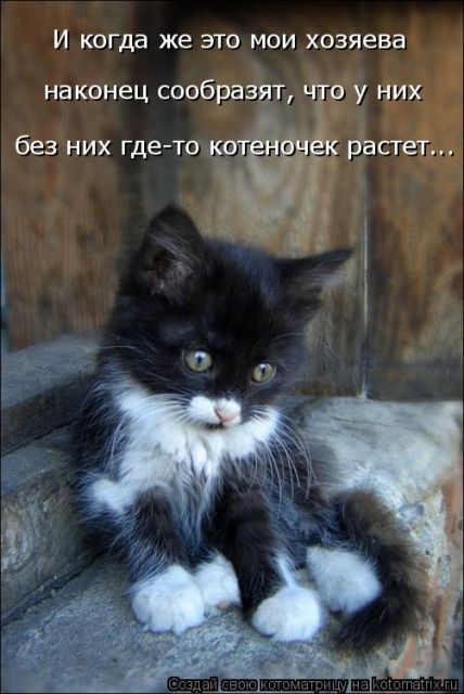 Лучшие котоматрицы недели