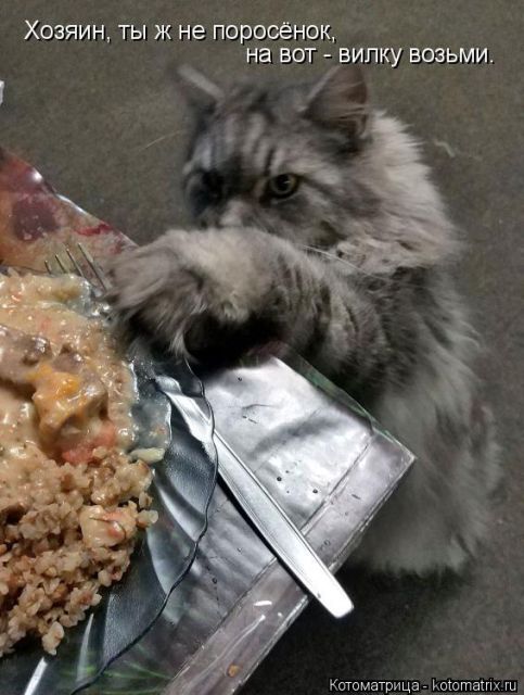 Лучшие котоматрицы недели