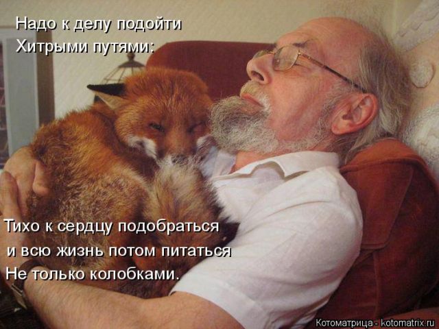 Лучшие котоматрицы недели