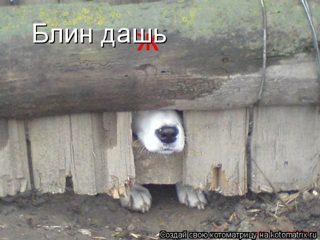 Лучшие котоматрицы недели