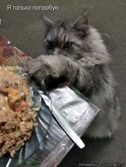 Лучшие котоматрицы недели