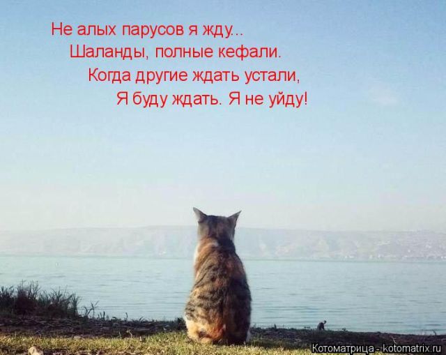 Лучшие котоматрицы недели