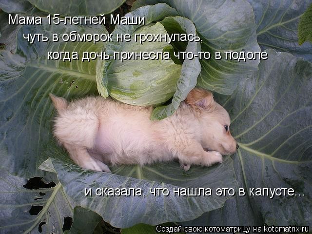 Лучшие котоматрицы недели