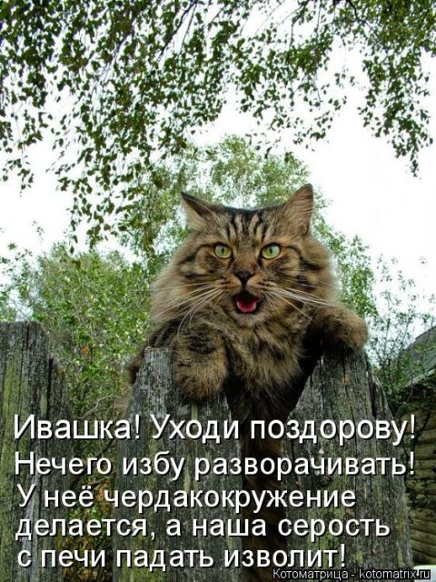 Лучшие котоматрицы недели