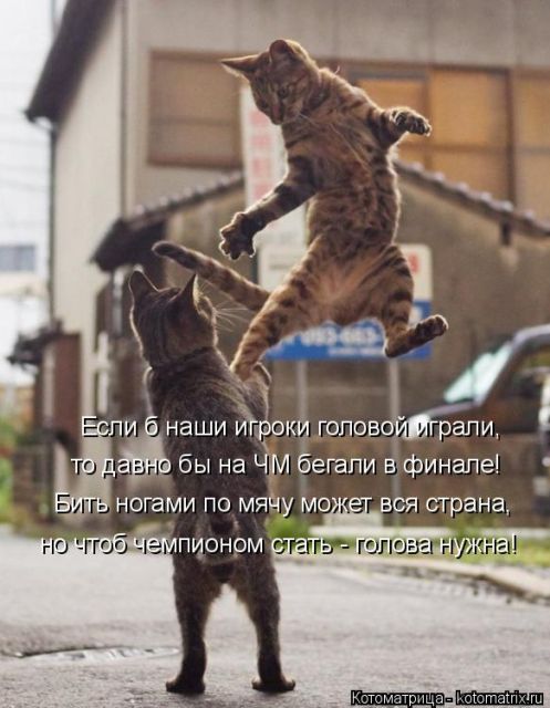 Лучшие котоматрицы недели