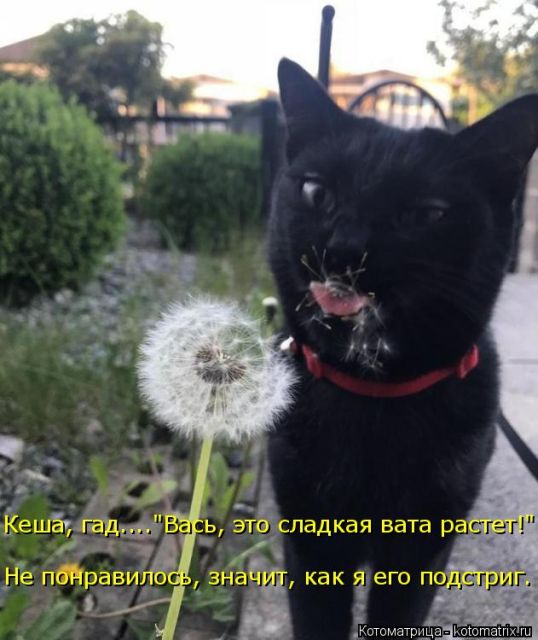 Лучшие котоматрицы недели