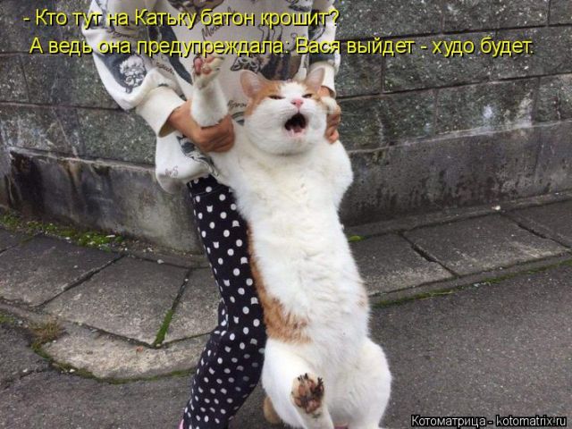 Лучшие котоматрицы недели