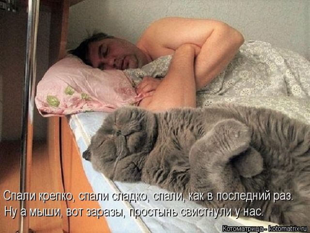 Лучшие котоматрицы недели