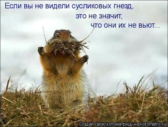 Лучшие котоматрицы недели