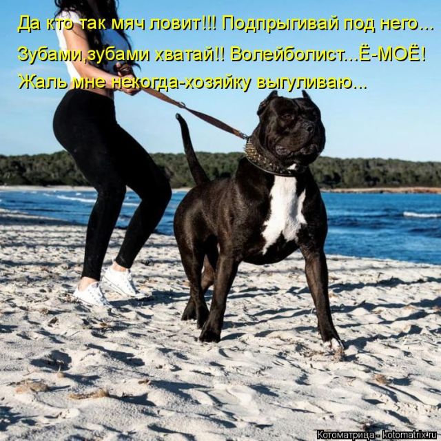 Лучшие котоматрицы недели