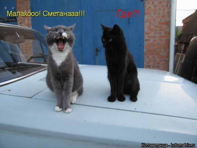 Лучшие котоматрицы недели