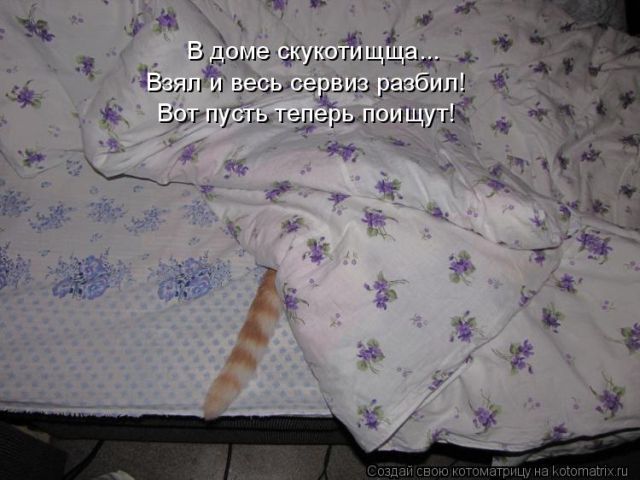Лучшие котоматрицы недели