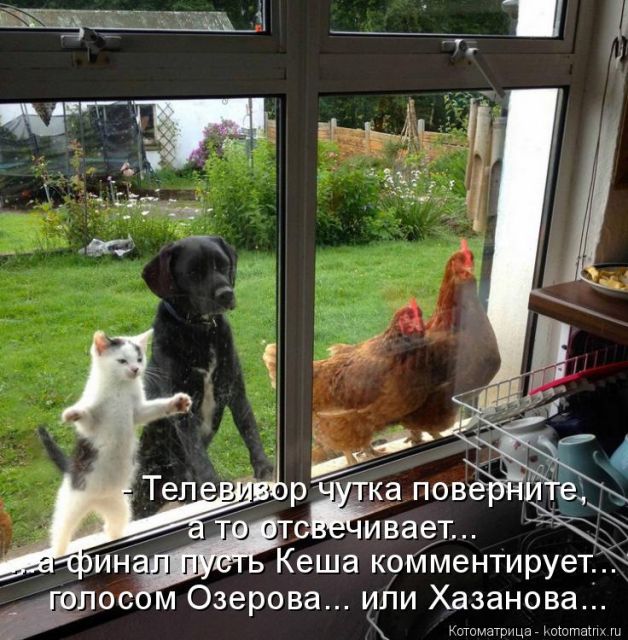 Лучшие котоматрицы недели