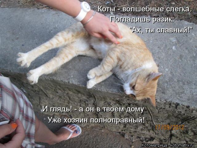 Лучшие котоматрицы недели