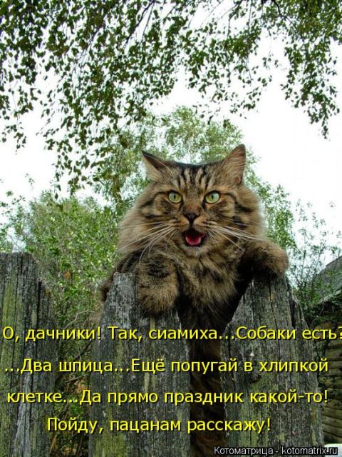 Лучшие котоматрицы недели