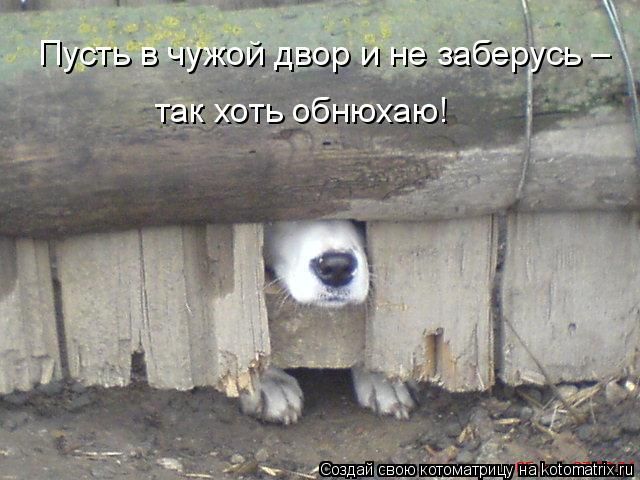 Лучшие котоматрицы недели