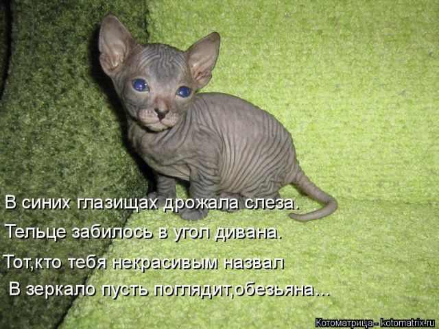 Лучшие котоматрицы недели