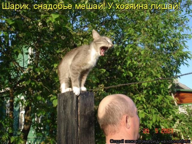 Лучшие котоматрицы недели