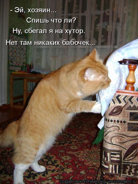 Лучшие котоматрицы недели