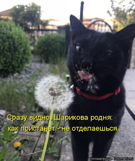 Лучшие котоматрицы недели