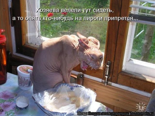 Лучшие котоматрицы недели