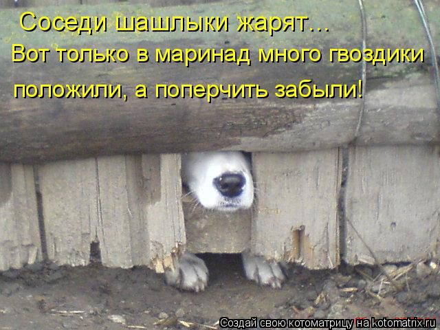 Лучшие котоматрицы недели