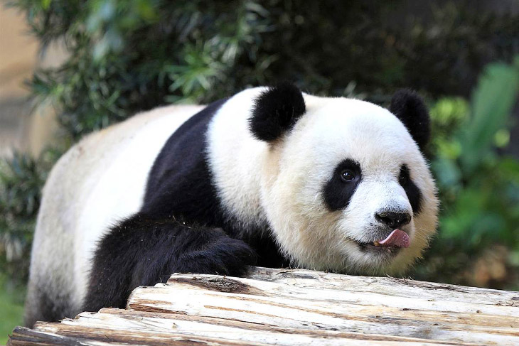 Животные в фотографиях