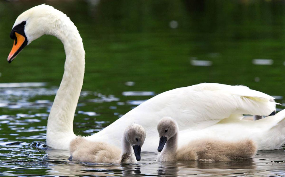 Животные в фотографиях