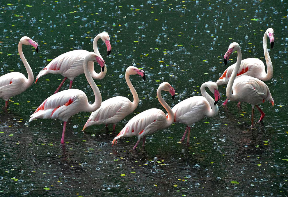 Животные в фотографиях