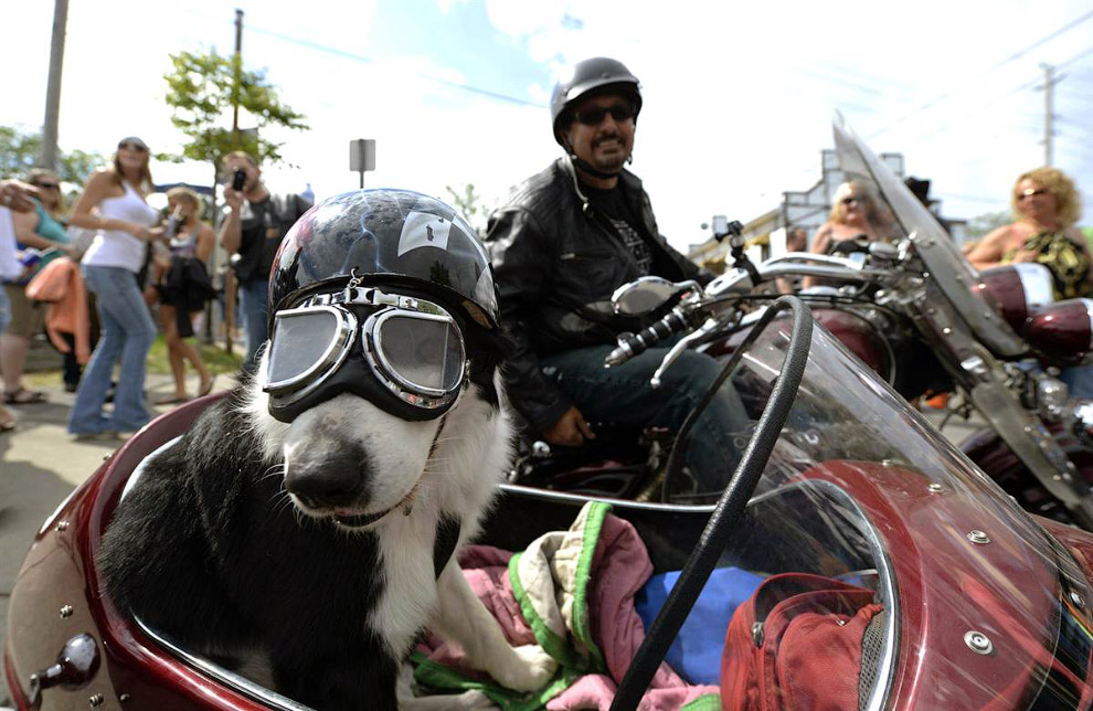 Животные в фотографиях