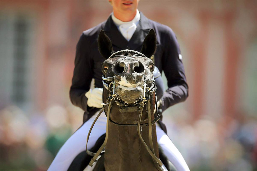 Животные в фотографиях