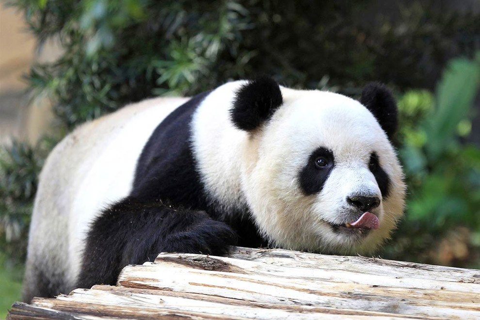 Животные в фотографиях