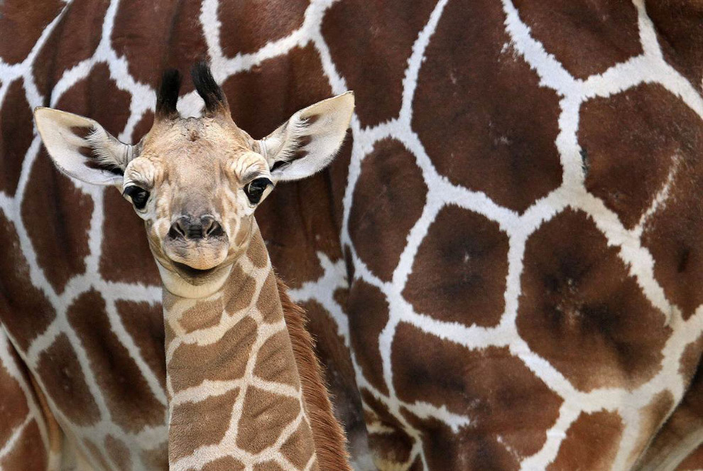 Животные в фотографиях