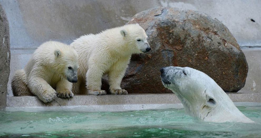 Животные в фотографиях