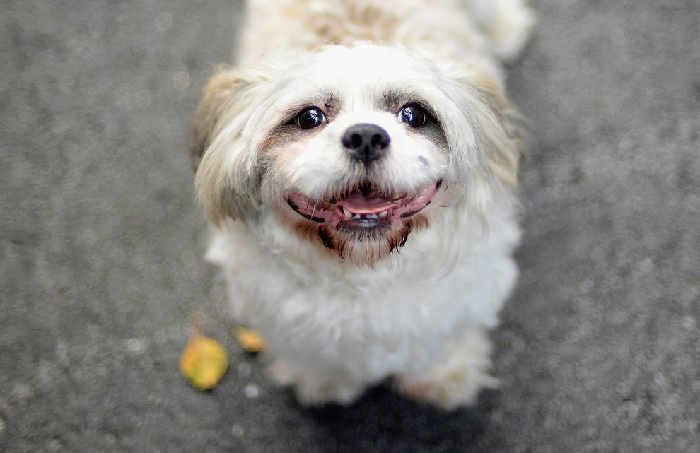 Животные в фотографиях