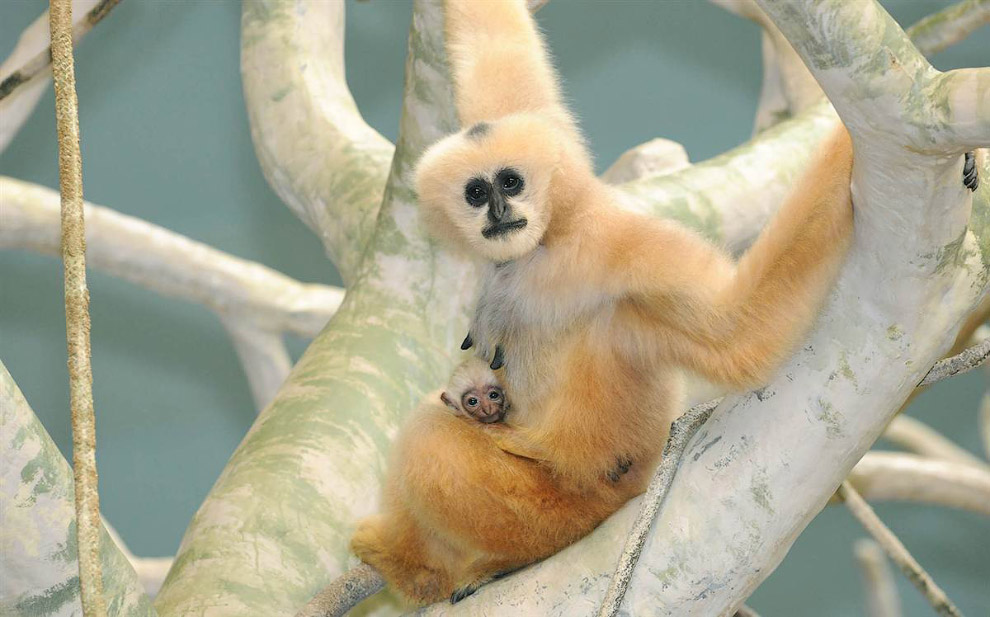 Животные в фотографиях