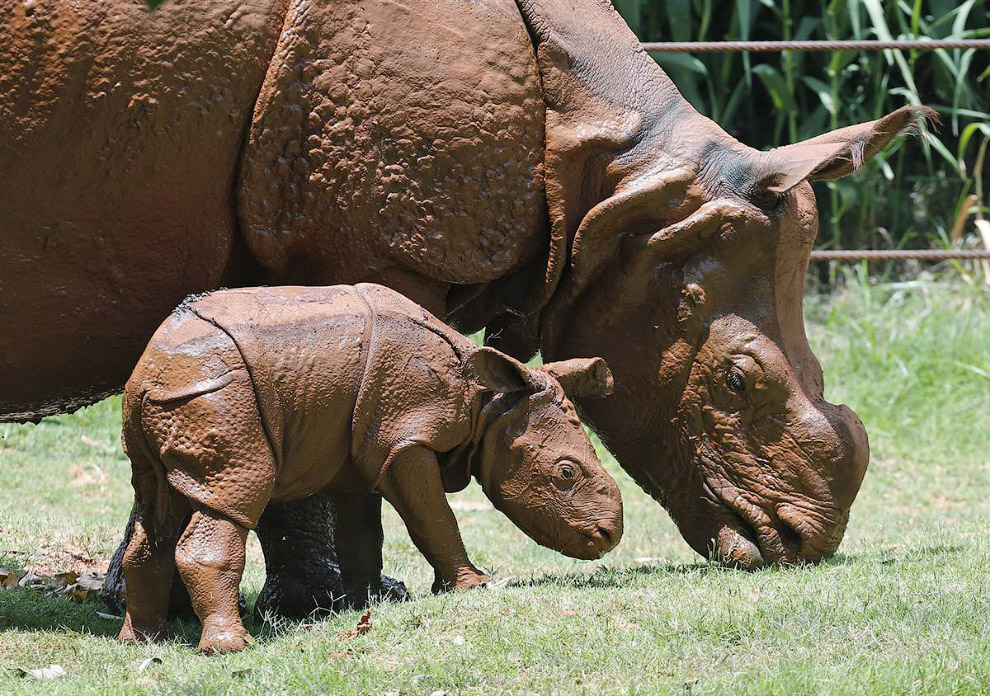 Животные в фотографиях