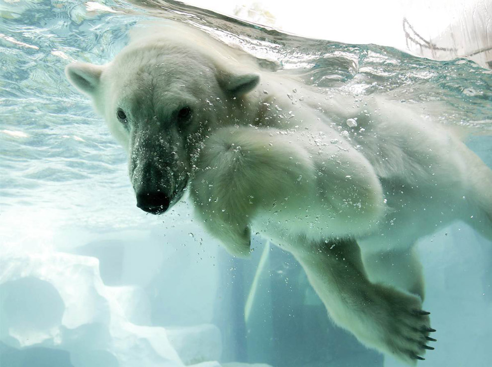 Животные в фотографиях