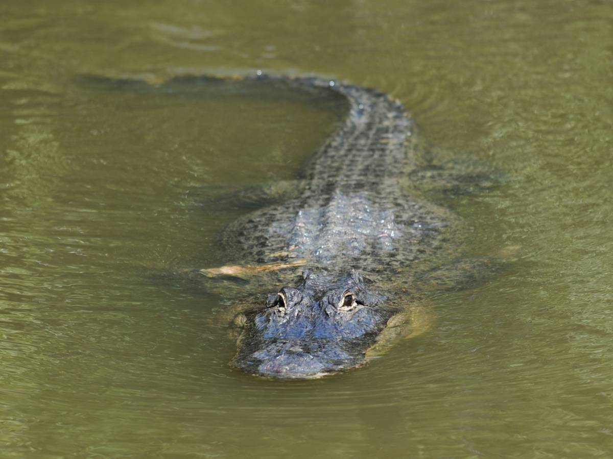 Нелепейшие смерти в человеческой истории