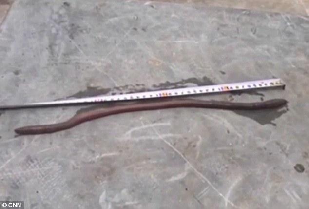 Червь-мутант (4 фото)