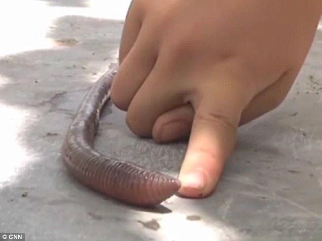 Червь-мутант (4 фото)