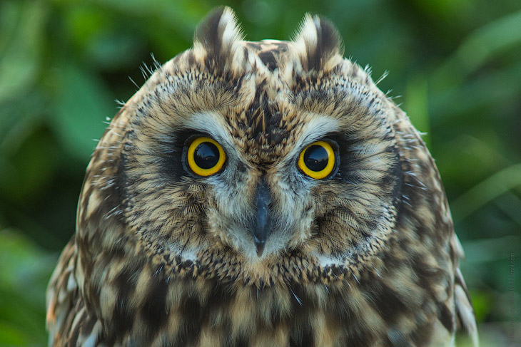 Совиная история. Окончание