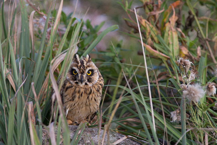 Совиная история. Окончание