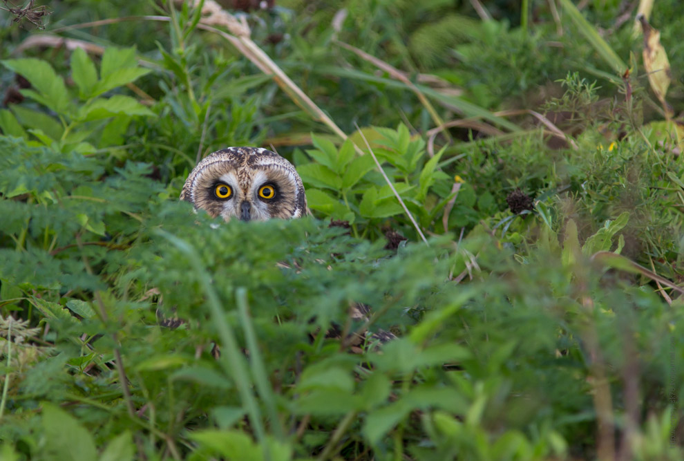 Совиная история. Окончание