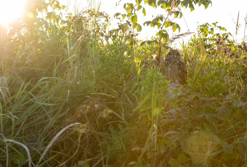 Совиная история. Окончание