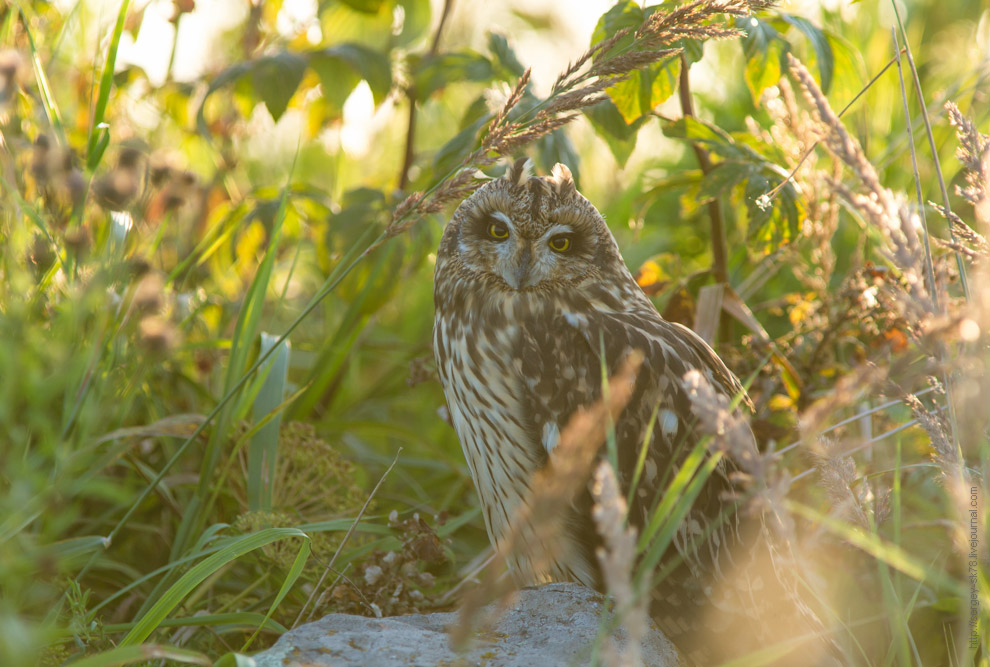 Совиная история. Окончание